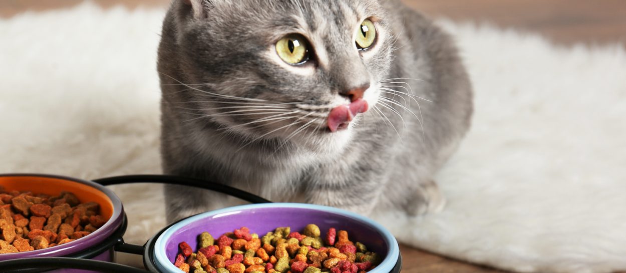 Cat food: How to make the most 