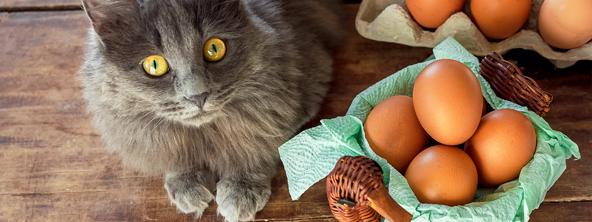 Why dried egg is the perfect ingredient for pet food Appetizer